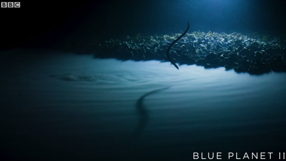 An eel ventures into the briny depths. (BBC)