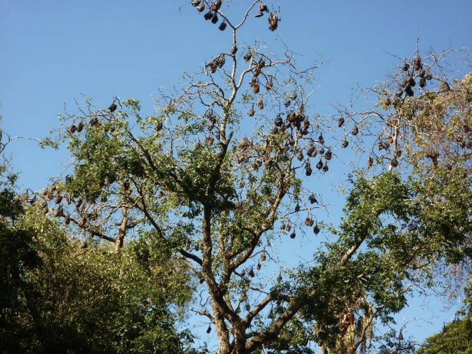 A denuded tree in Colac with flying foxes in it.