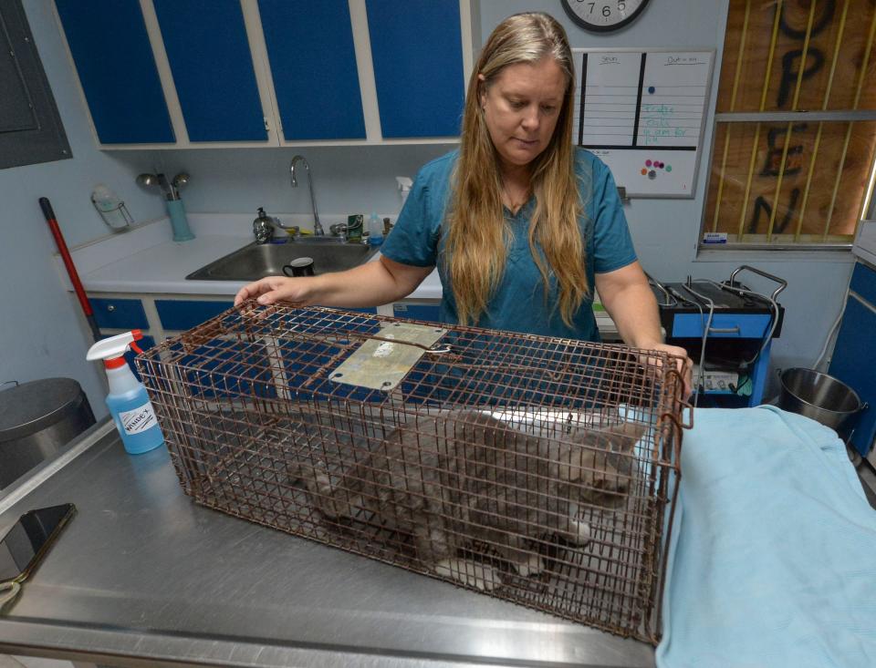 Veterinarian Dr. Lynnly Miller, of the Animal Medical Hospital, cares for the feral cats trapped by Daria Weber, being spay or neutered, on Wednesday, Dec. 1, 2021, at her office in Stuart. After undergoing medical treatment by Dr. Miller and her staff, the feral cats will be released by Weber where they were trapped as part of the county-approved trap and release program.