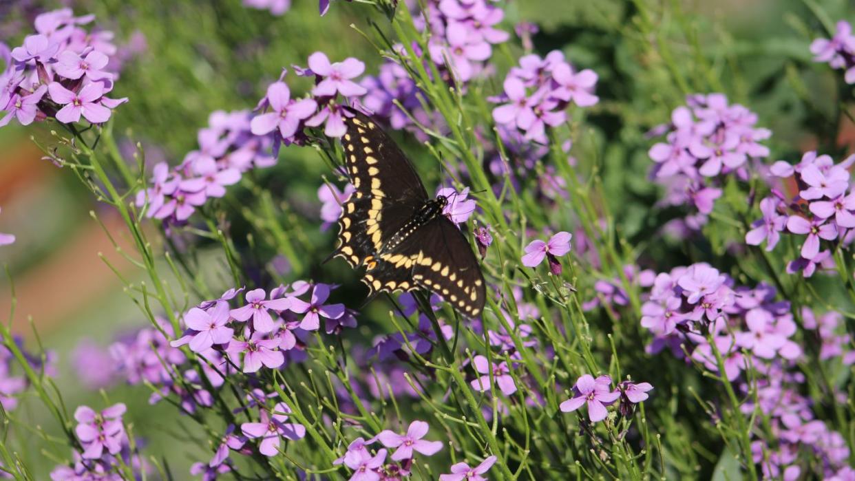 black swallowtail butterfly on sweet rocket flowers