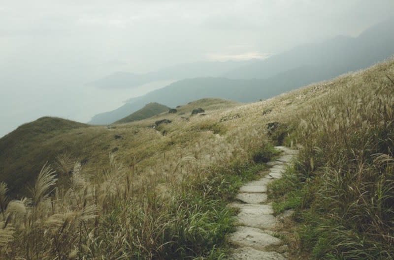 芒草一般生長在山坡或荒地上（圖片轉自lifestyle.etnet.com.hk）