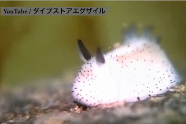 Sea bunnies go viral in Japan