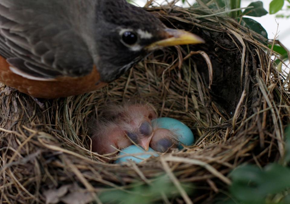 A robin watches over her nest of baby robins as they hatch in a bush by the entrance to the White House Press Room at the White House, Thursday, May 19, 2011, in Washington. (AP Photo/Carolyn Kaster)