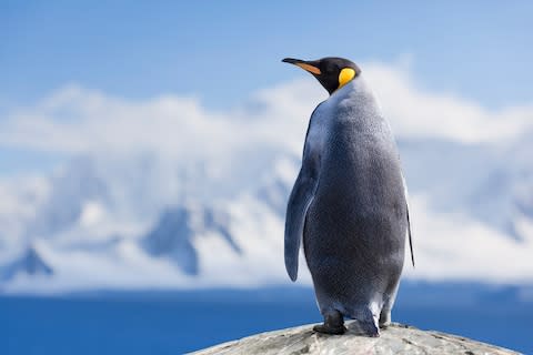 See penguin colonies and humpback whales - Credit: GETTY