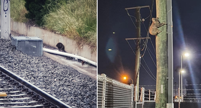A koala (left) was found beside train tracks in Adelaide just one day prior to another (right) crossed a railway corridor in Moreton Bay. Source: Southern Koala Rescue / Queensland Rail