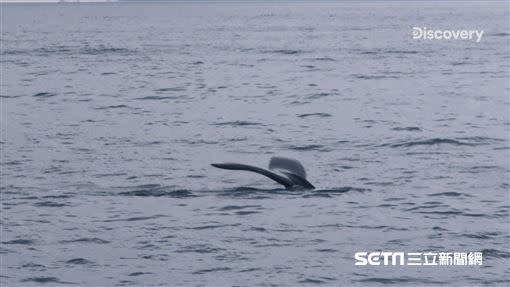 海洋暖化影響生態穩定度，海面座頭鯨數量激增。（圖／Discovery提供）