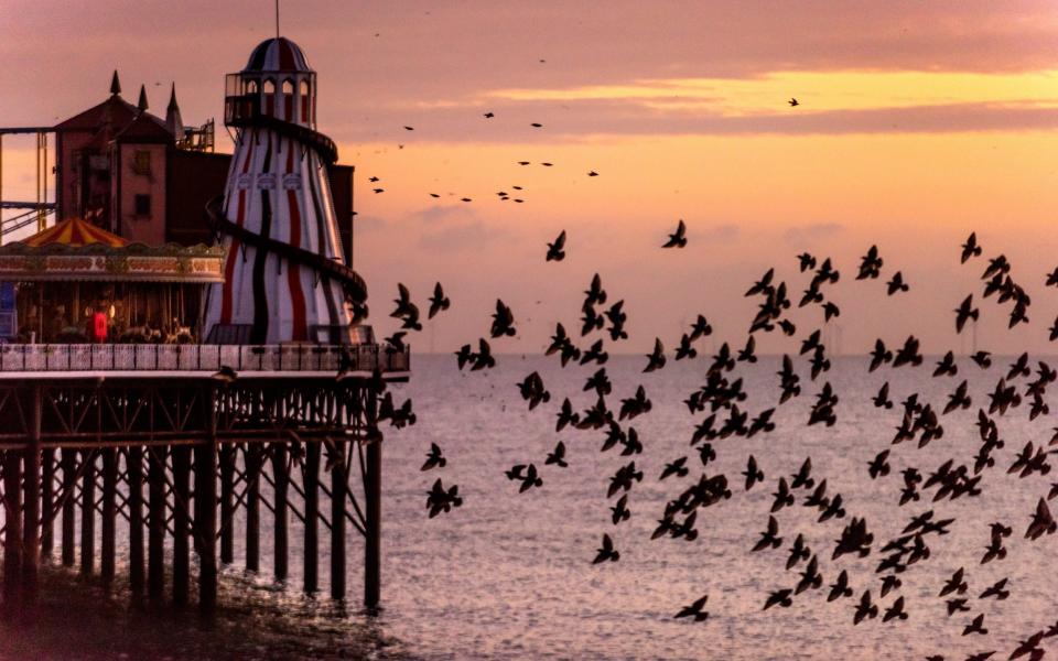 Brighton's murmuration is a sight to behold