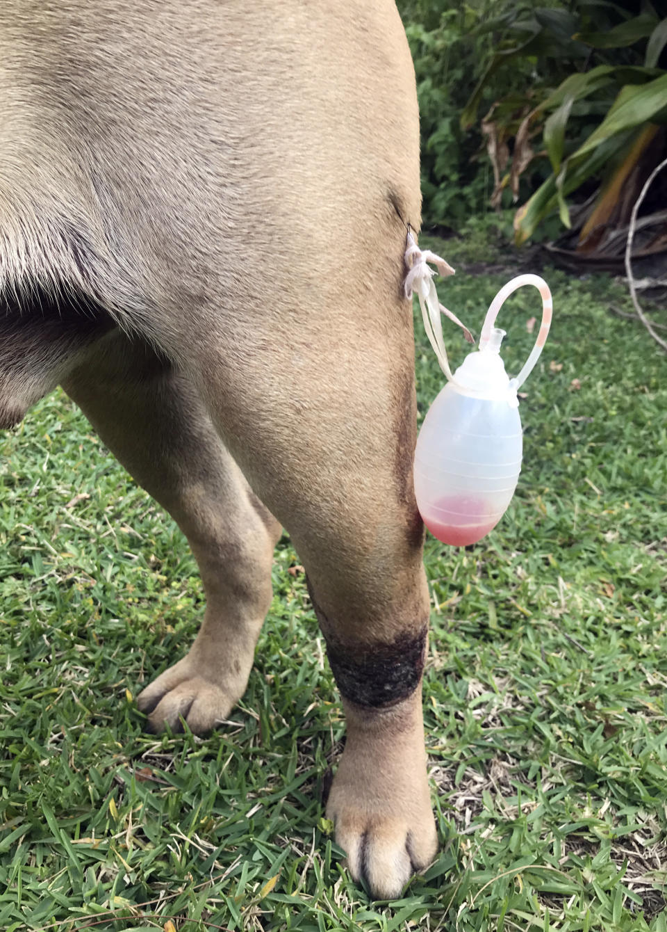 In this undated photo provided by Cassandra Carpenter, Titus a bullmastiff, receives treatment as he heals from a snake bite on his back left leg in March 2019 in North Carolina. Titus went through extensive treatment and recovery and still has a scar from the episode. He is entered in the Westminster Kennel Club dog show in New York. (Cassandra Carpenter via AP)