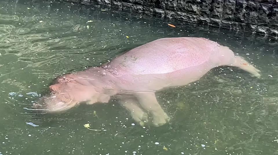 高雄壽山動物園的河馬香香，正在享受泡澡時光。（翻攝自壽山動物園臉書）