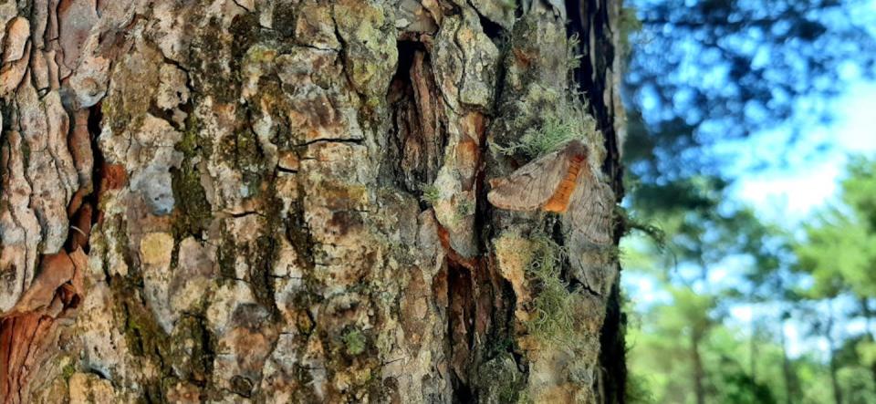 Polilla posada en el tronco de un árbol.