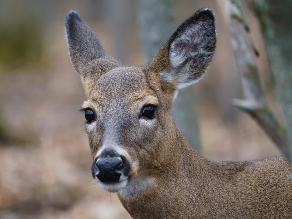Longueuil's effort to cull the deer dates back years but animal rights activists have launched petitions, protests and legal challenges. (Paul Chiasson/The Canadian Press - image credit)