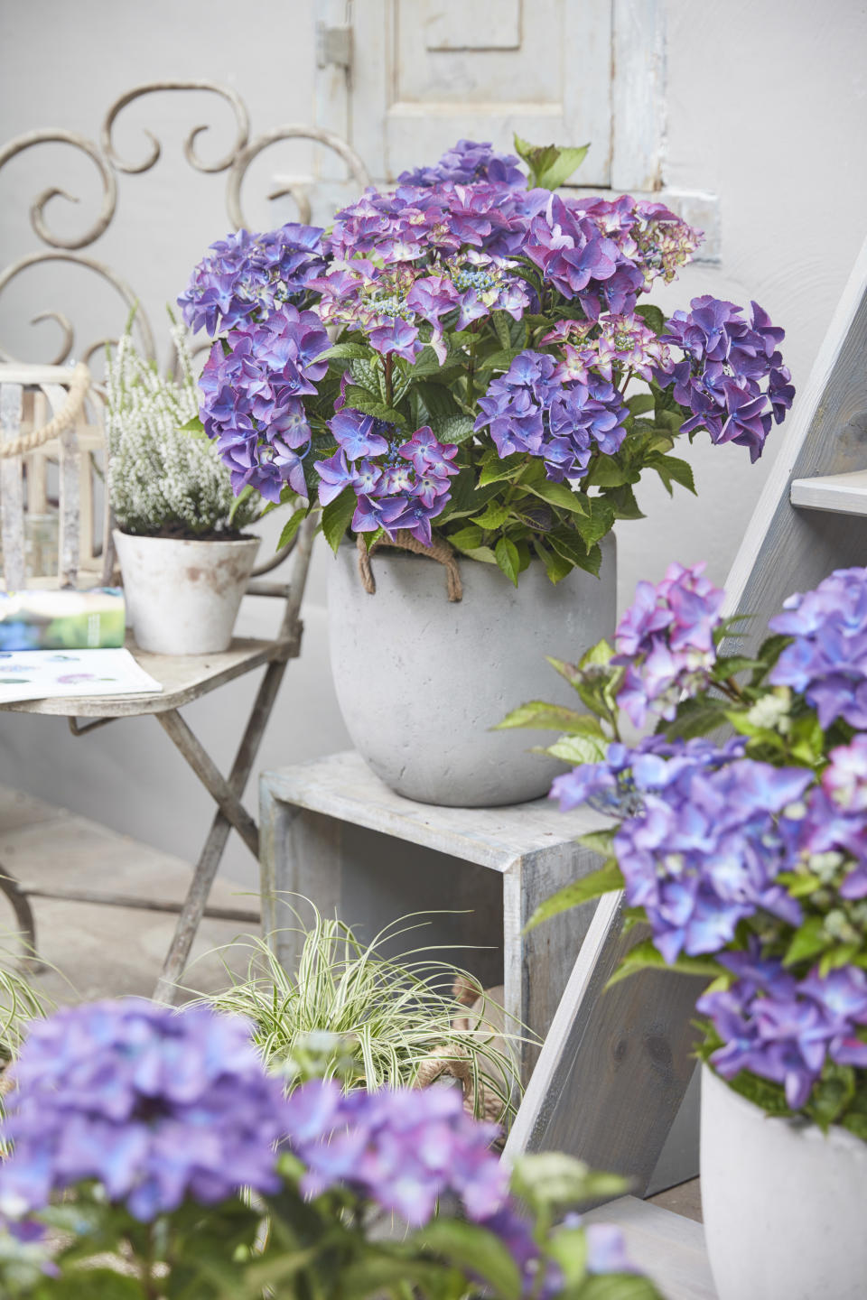 Cluster bright container plants