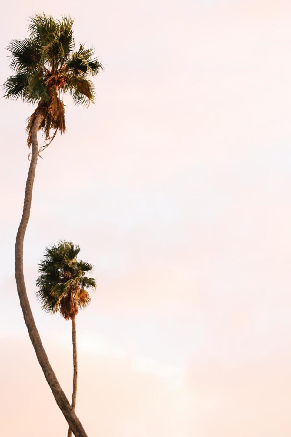 Two palm trees with skinny branches stretch into a peach sky.