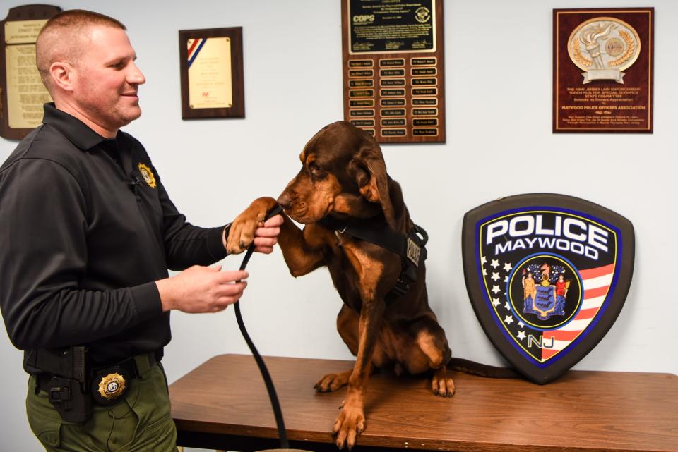 Remi, a bloodhound with the K-9 Unit of the Maywood Police Department, finds missing people by tracking their scent. Remi and Detective Christopher Nichols at the Maywood Police Station on Thursday January 16, 2020.