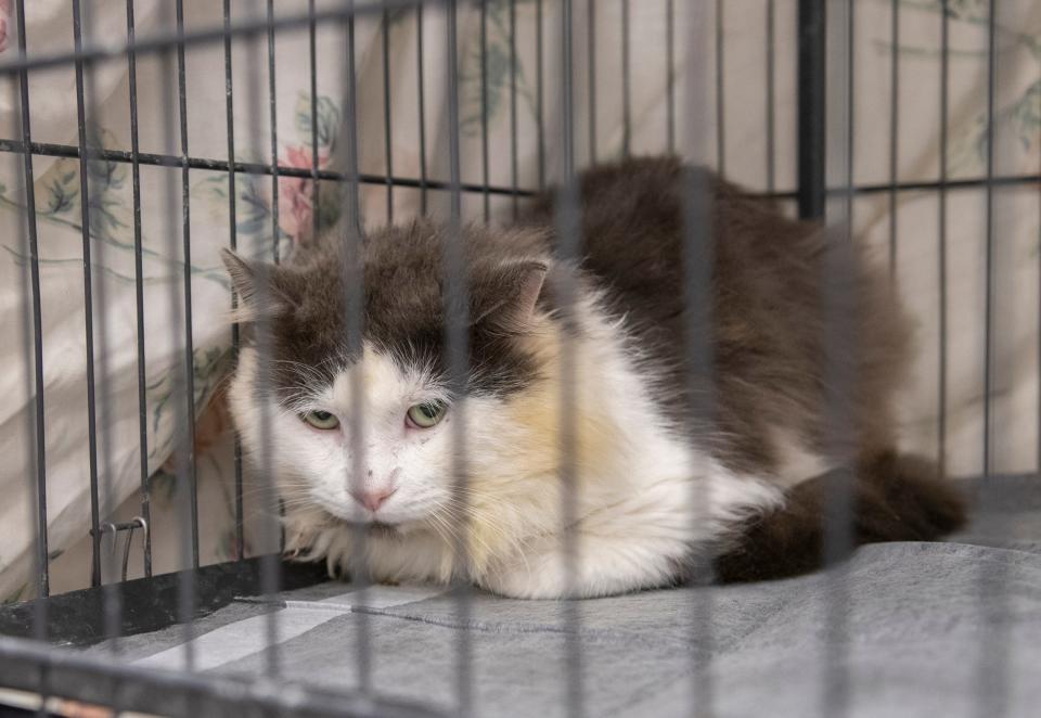 One of the dozens of stray cats that have been captured and medically treated at A HOPE in Milton is pictured Wednesday.