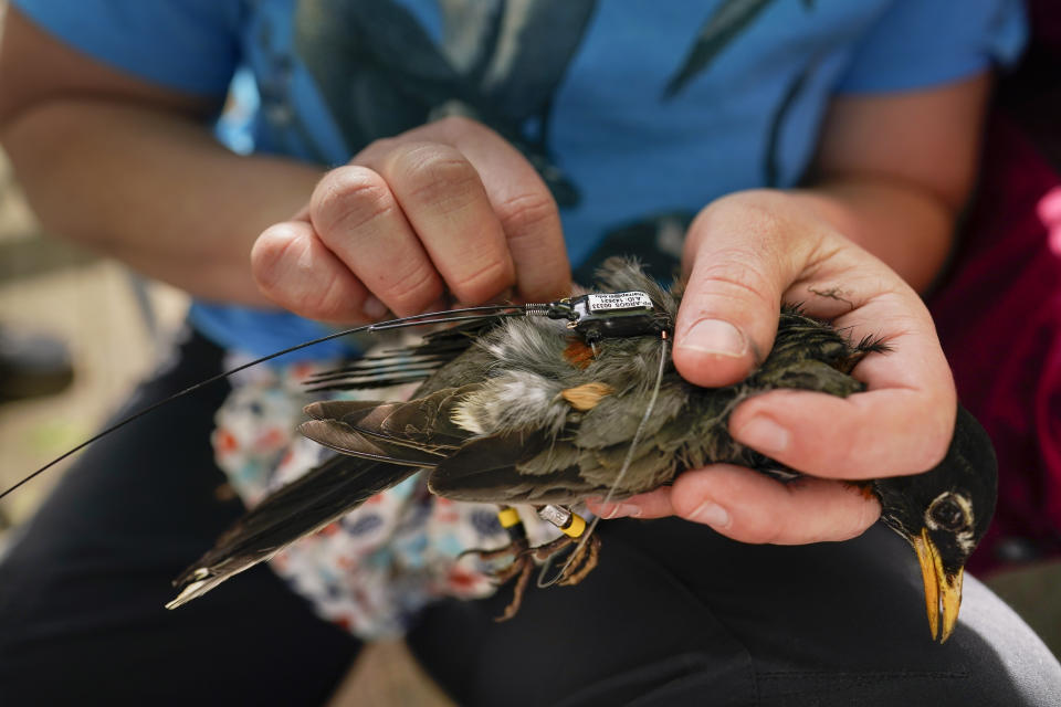 Avian ecologist and Georgetown University Ph.D. student Emily Williams fits an Argos satellite tag to an American robin, like a backpack, Saturday, April 24, 2021, in Silver Spring, Md. Scientists have previously put GPS-tracking devices on larger raptors, but the technology has only recently become small and light enough for some songbirds. (AP Photo/Carolyn Kaster)