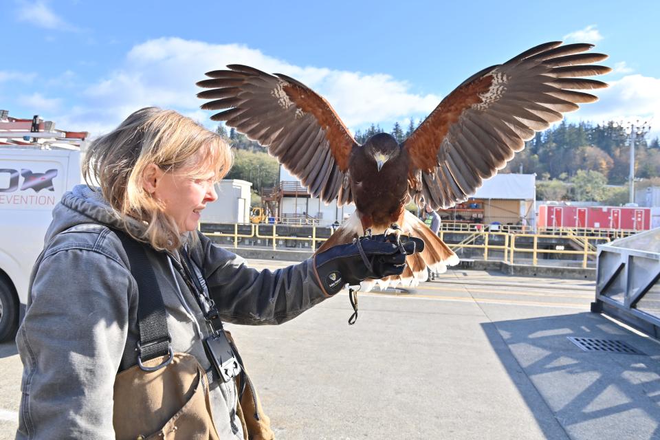 Gretchen Albrecht, a falconer for Kennewick-based Inka Falcon bird abatement services, handles a Harris’s hawk on the Delta pier at Trident Refit Facility Bangor.