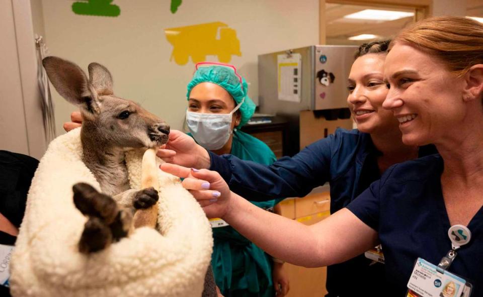 Nurses at Sutter Children’s Center take a break to pet a kangaroo named Fuzz Bucket as SeaWorld San Diego brought rescued animals to the hospital Wednesday, May 24, 2023. Lezlie Sterling/lsterling@sacbee.com