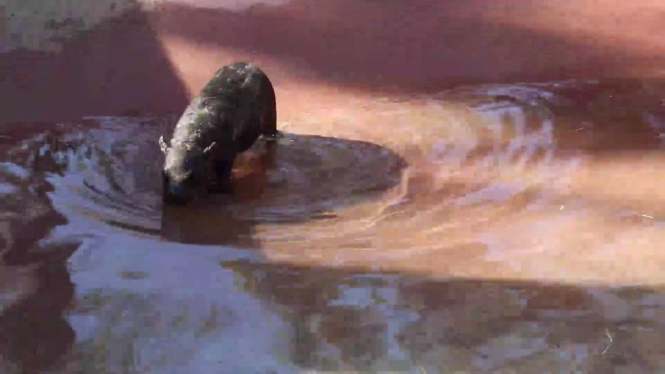 Hungry, Hungry Hippo! Endangered pygmy hippo born in Central Florida