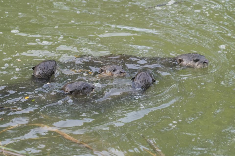 Wild otters at the public Bay East Garden, Gardens by the Bay, located along the Singapore River. 