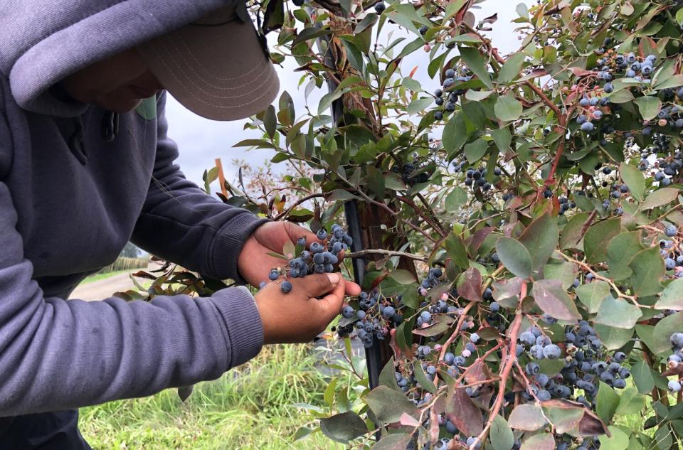 A man looks for some edible blueberries amid leaves and branches