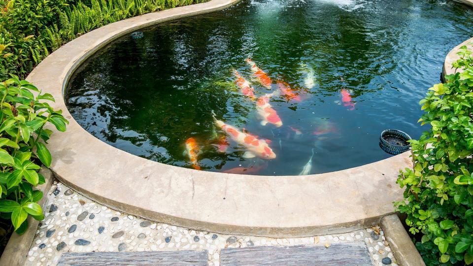 koi pond