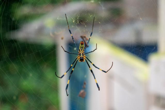 Huge invasive spiders native to Asia expected to spread along US east coast, US news