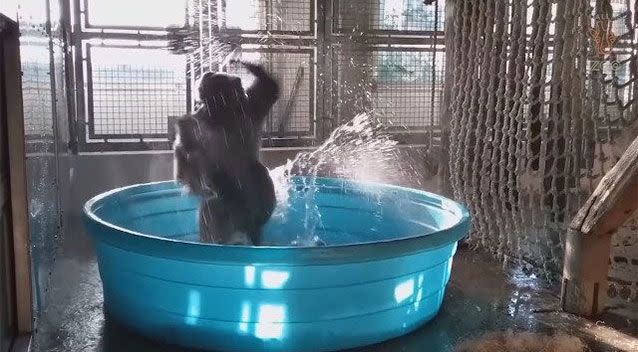 The pool party was part of a session to promote play through enrichment to keep the primate engaged. Picture: Dallas Zoo/YouTube