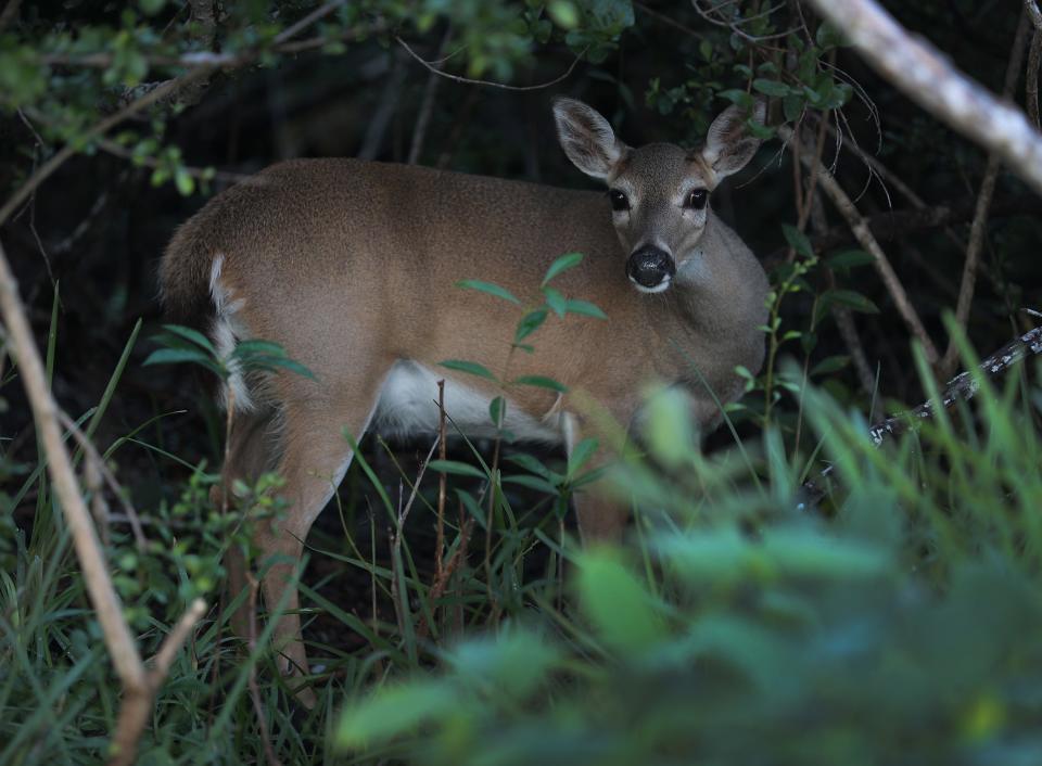 A Key deer on Oct. 26, 2019, in Big Torch Key, Florida. The Key deer is vulnerable to habitat loss as researchers predict that the sea level will continue to rise because of various factors that include global warming.