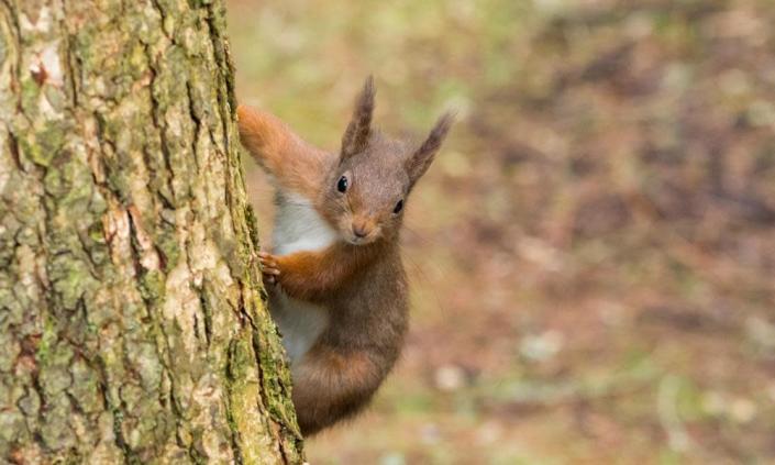 <span>Photograph: Ian Lamond/Alamy</span>