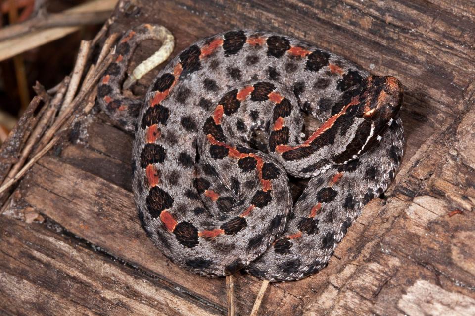 The pygmy rattlesnake, which is also known as the ground rattler, is found in every county in Florida.