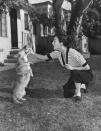 <p>Ava Gardner's beloved Corgi, Rags, was a gift to the film star by her third husband, Frank Sinatra. Rags served as Ava's introduction to the breed and <a href="http://thedailycorgi.com/2015/04/famous-corgi-fans-ava-gardner.html" rel="nofollow noopener" target="_blank" data-ylk="slk:she continued to own Corgis;elm:context_link;itc:0;sec:content-canvas" class="link ">she continued to own Corgis</a> for the rest of her life. </p>