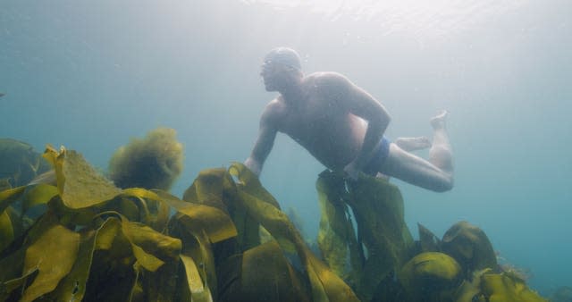 Kelp forests