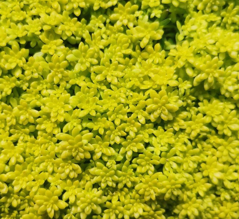 Gold Dust Sedum has low growing flowers, and after the bloom the foliage covers them.