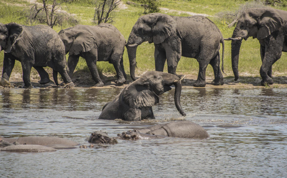 In this 2016 photo provided by researcher Connie Allen, male African elephants socialize along the Boteti River in Botswana. Female elephants are well-known to form tight family groups led by experienced matriarchs, but males were long assumed to be loners because they leave their mother’s herd when they reach adolescence. Yet an emerging body of research is revealing the complex relationships of male elephant society, according to a study published Thursday, Sept. 3, 2020. (Connie Allen via AP)