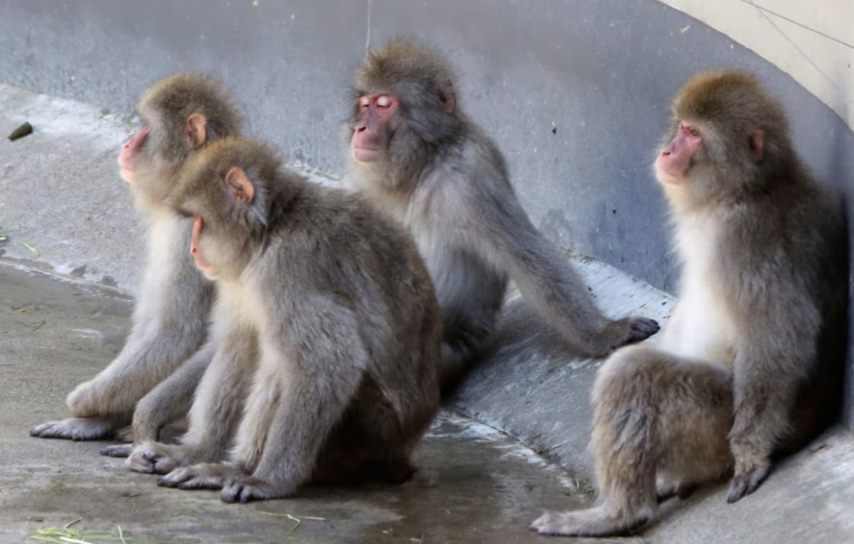 Japanese macaques rest in the shade to avoid the heat at Ueno Zoo in Tokyo, Japan, on Aug. 6, 2019. (AP Photo/Koji Sasahara)