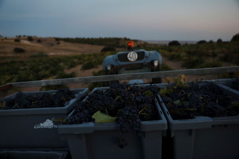 Hot weather forces night grape harvest in Spain
