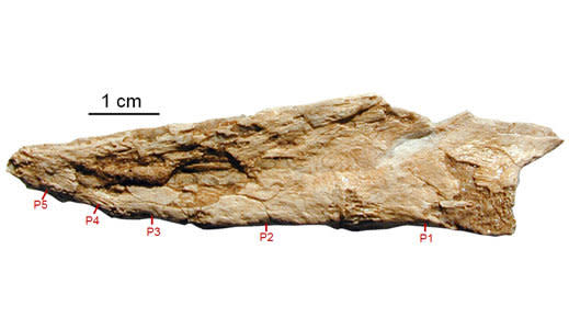 A series of five fused bones at the end of the tail of the oviraptor Nomingia.