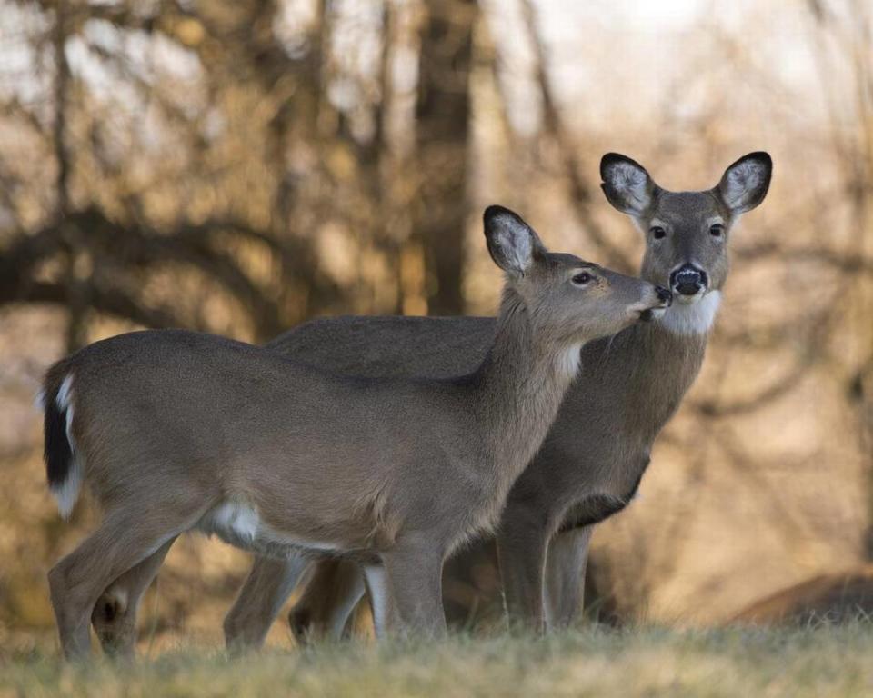 White-tailed deer are a common sight in North Carolina.