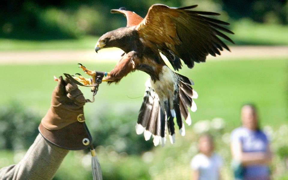 Castle birds of Prey Original description: Framlingham Castle 