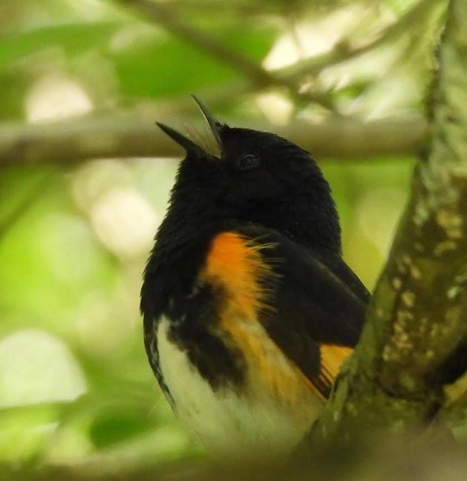 The American redstart is highly territorial, according to the American Bird Conservancy.