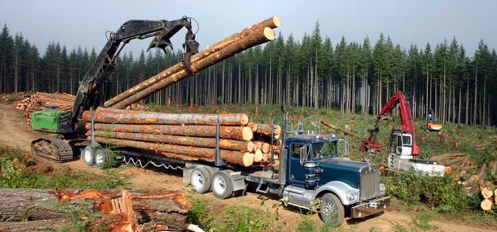 A semi being loaded with sawed down trees.