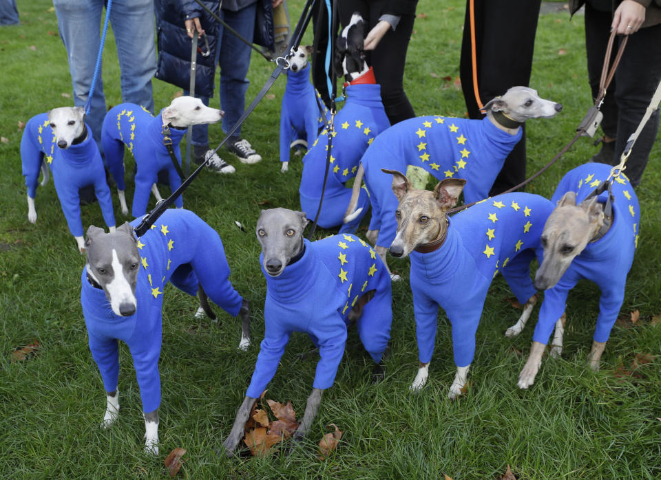 Whippets wear clothing with the EU flag during anti-Brexit protests in London, Saturday, Oct. 19, 2019. Britain's Parliament is set to vote in a rare Saturday sitting on Prime Minister Boris Johnson's new deal with the European Union, a decisive moment in the prolonged bid to end the Brexit stalemate. Various scenarios may be put in motion by the vote. (AP Photo/Kirsty Wigglesworth)