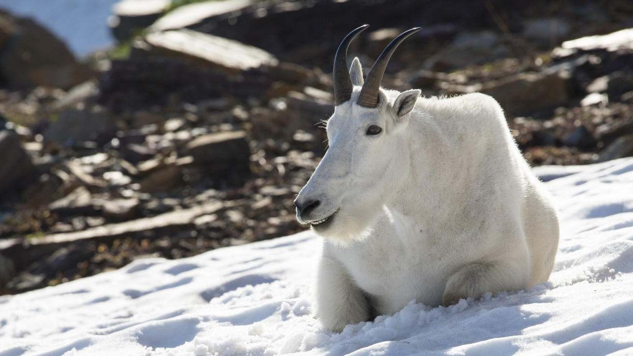  Mountain goat sitting in snow at Glacier National Park, USA. 
