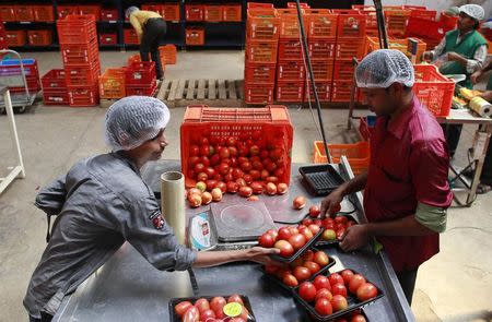 Employees arrange tomatoes before weighing them at a Big Basket warehouse on the outskirts of Mumbai November 4, 2014. REUTERS/Danish Siddiqui