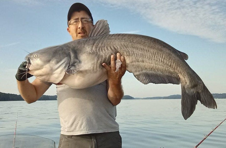 Ivan Garren caught this big blue catfish in the Tennessee River using a small piece of skipjack.