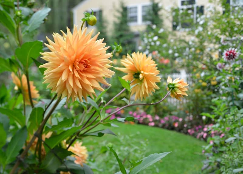 Orange dahlia in a garden