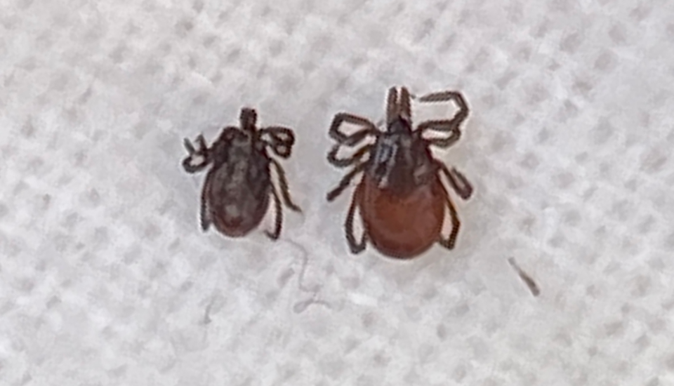 Ixodes scapularis is the blacklegged tick or deer tick (male is on the left and female is on the right).