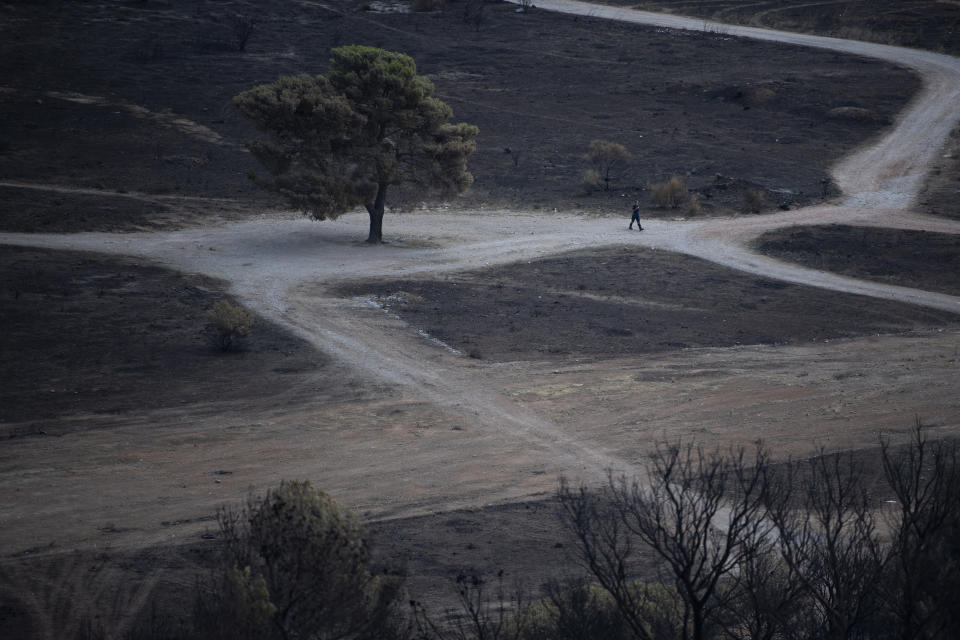 A firefighter walks past a scorched tree in Acharnes suburb, on Mount Parnitha, in northwestern Athens, Greece, Sunday, Aug. 27, 2023. More than 600 firefighters, including reinforcements from several European countries, backed by a fleet of water-dropping planes and helicopters were battling three persistent major wildfires in Greece Sunday, two of which have been raging for days. (AP Photo/Michael Varaklas)