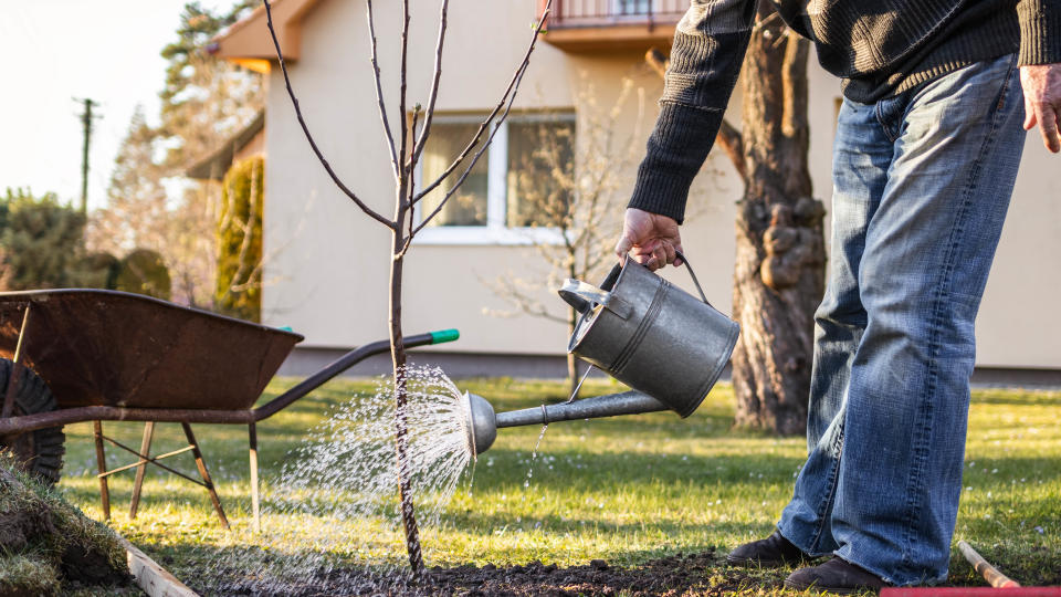 Man watering newly planted fruit tree